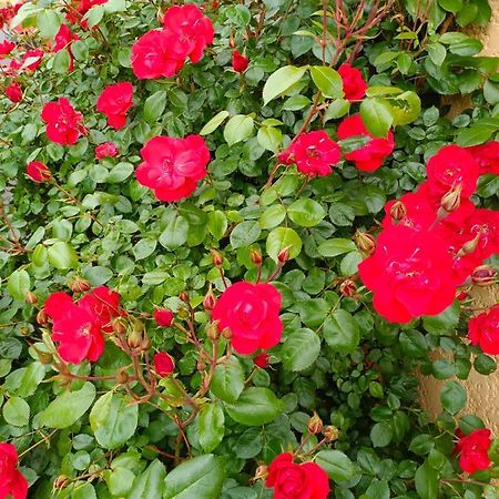 La Maison Des Roses Chadrac Exteriör bild
