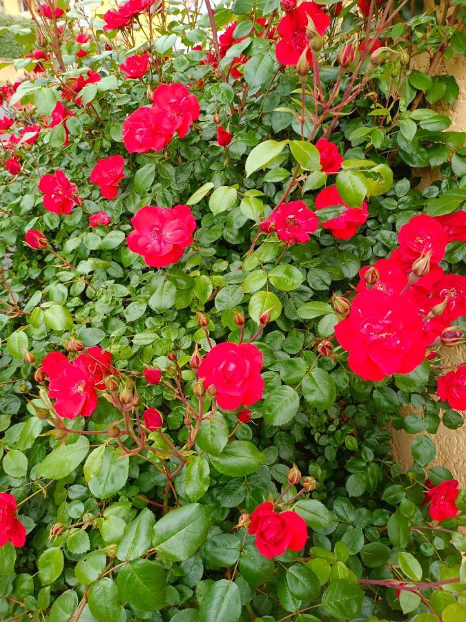 La Maison Des Roses Chadrac Exteriör bild